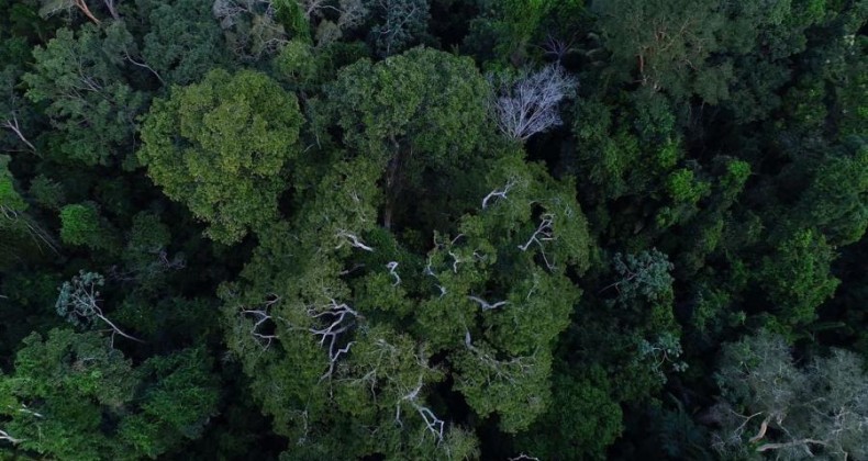 Governo autoriza apoio da Força Nacional ao ICMBio na Amazônia