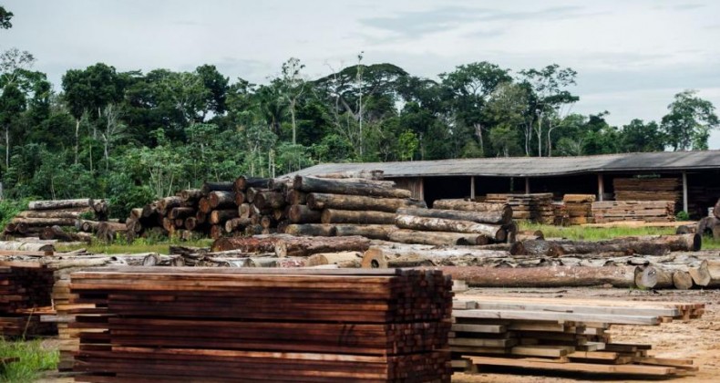 SP cria força-tarefa para combater venda ilegal de madeira nativa